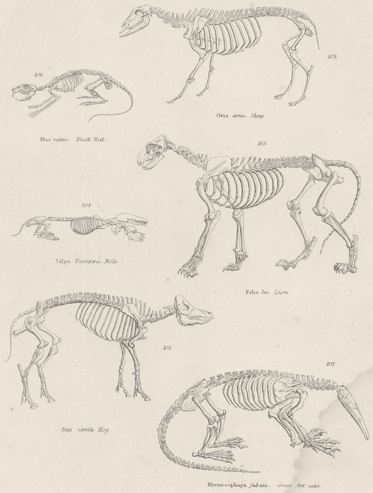 MAMMALS.Mammalia Skeleton Beasts;Sheep;Balck Rat;Mole;Lion;Hog;Gt Ant Eater 1860